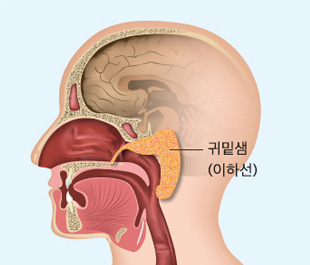 귀밑샘(이하선)
