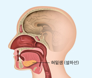 혀밑샘(설하선)